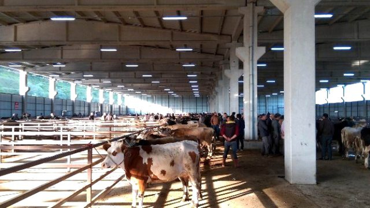 Samsun\'da Tarım ve Hayvancılık Yatırımları
