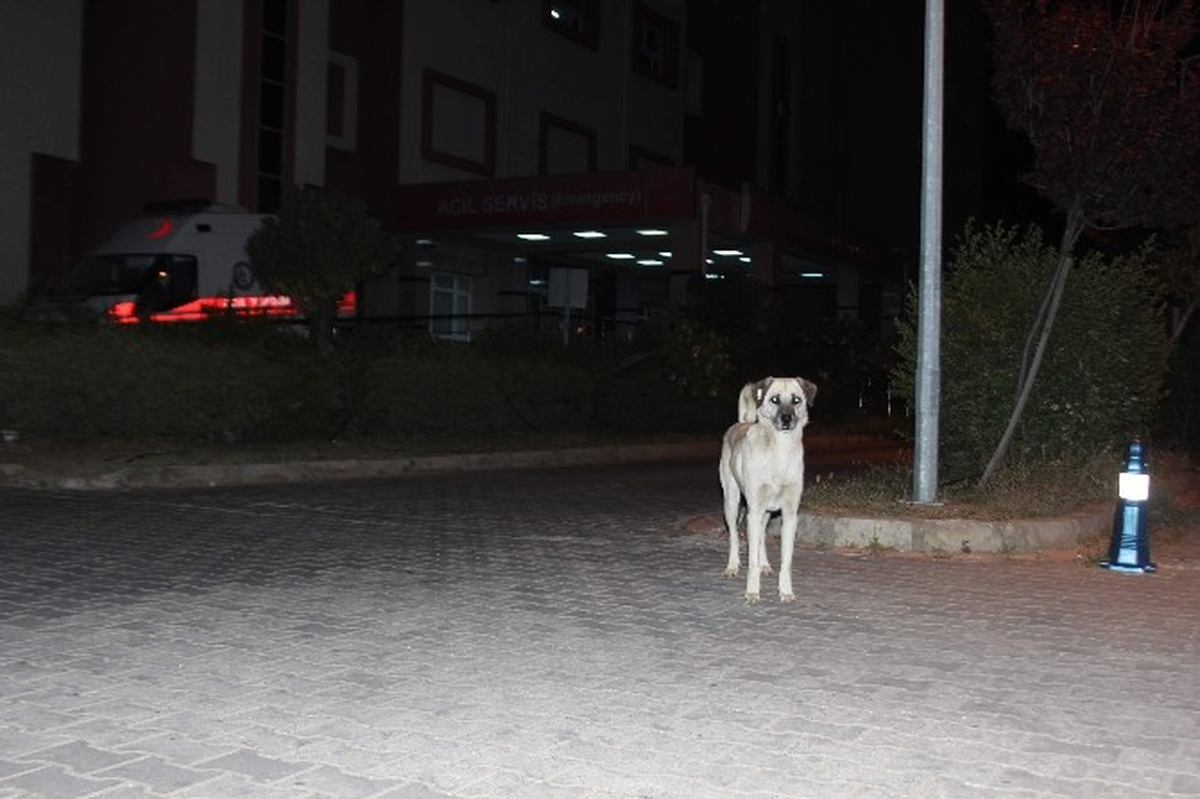Aydın\'da Sokak Köpekleri Korku Salmaya Başladı