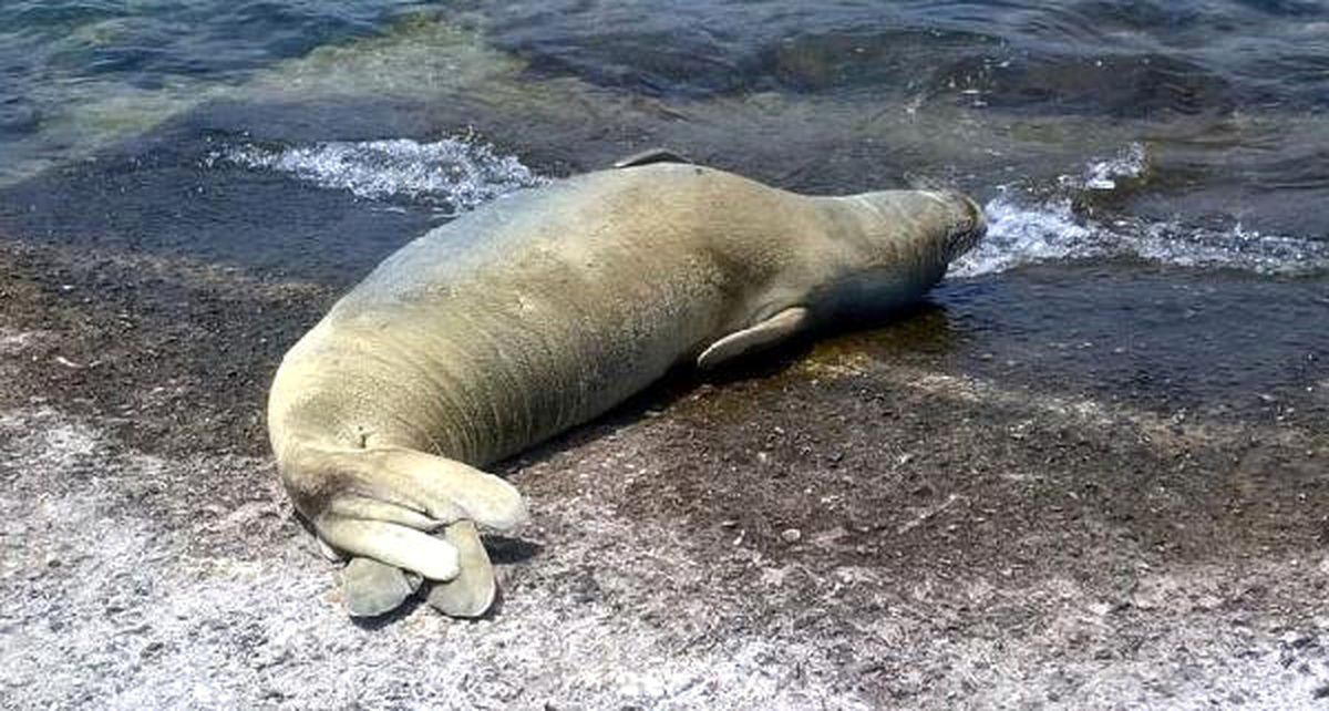 Bodrum\'un Maskotu Akdeniz Foku