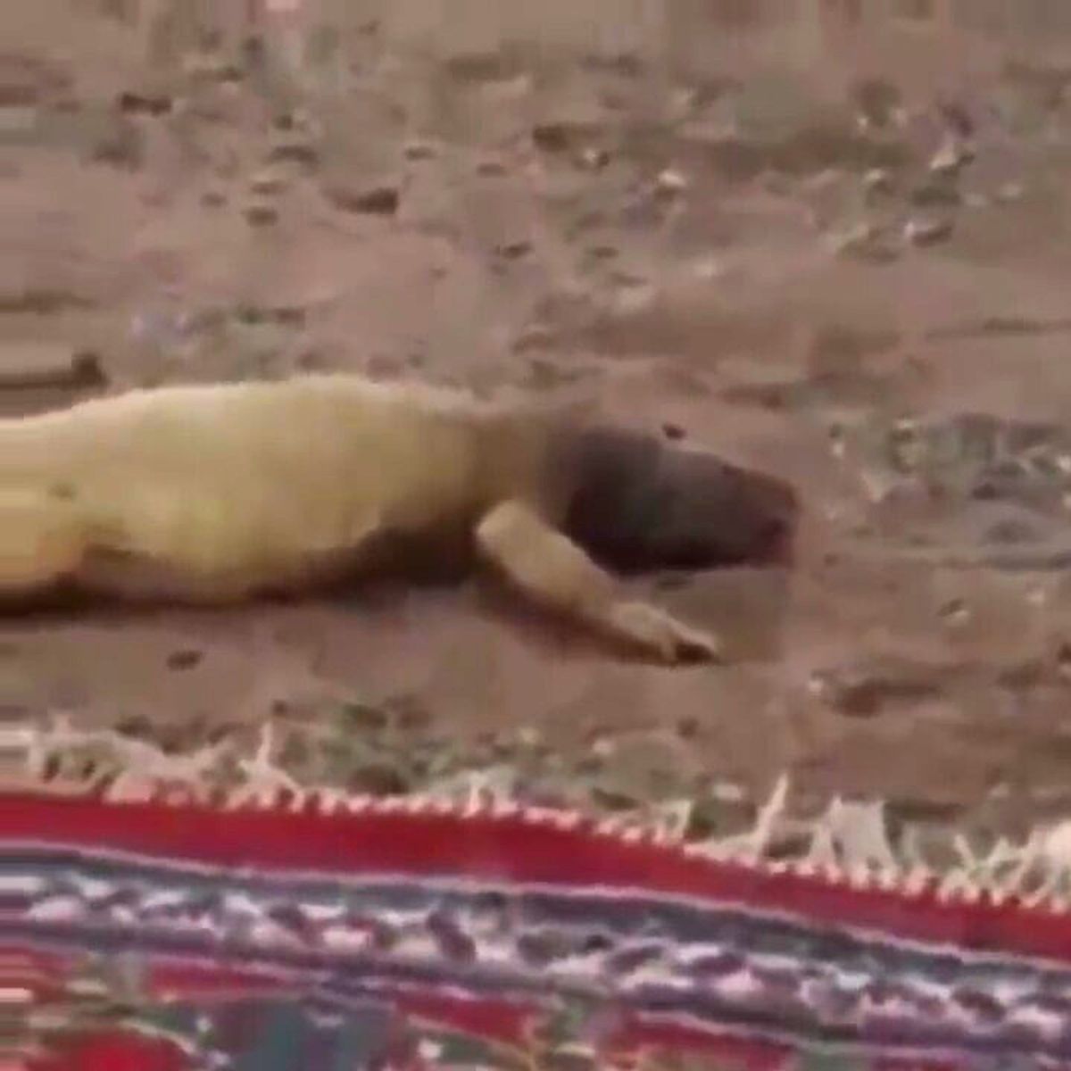 Çöl Sıcağında Gölgeye Koşan Dev Kertenkele