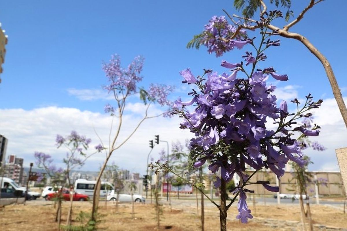 Mezitli\'de Jacarandalar Çiçek Açmaya Başladı