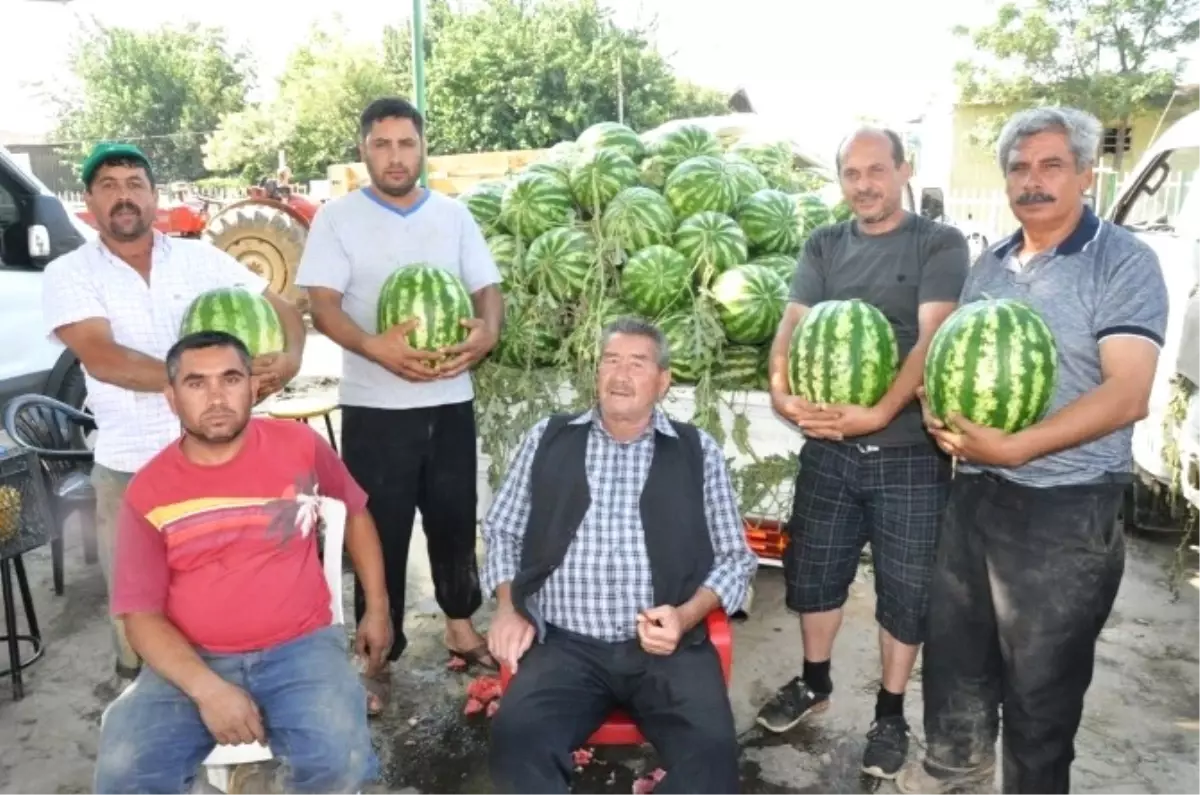 Ödemiş Karpuzu Altın Yılını Yaşıyor