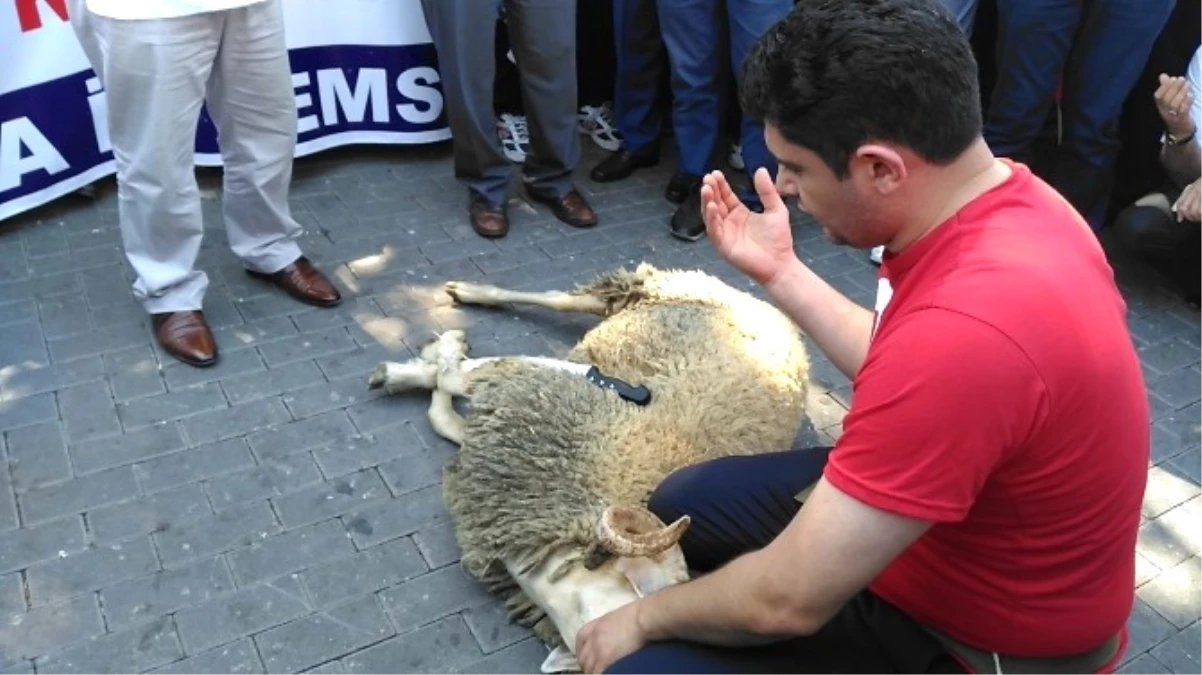 Memur-Sen Demokrasi İçin Şükür Kurbanı Kesti