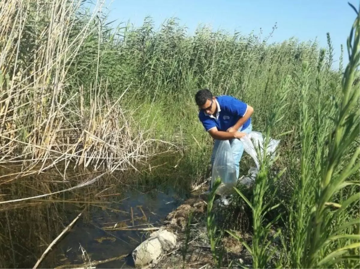 Söke\'de Azap Gölü ve Azmaklara 65 Bin Yavru Sazan Bırakıldı