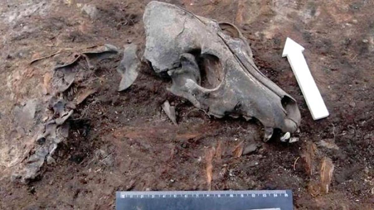 Sibirya'da 2000 Yıllık Köpek Mezarlığı Bulundu