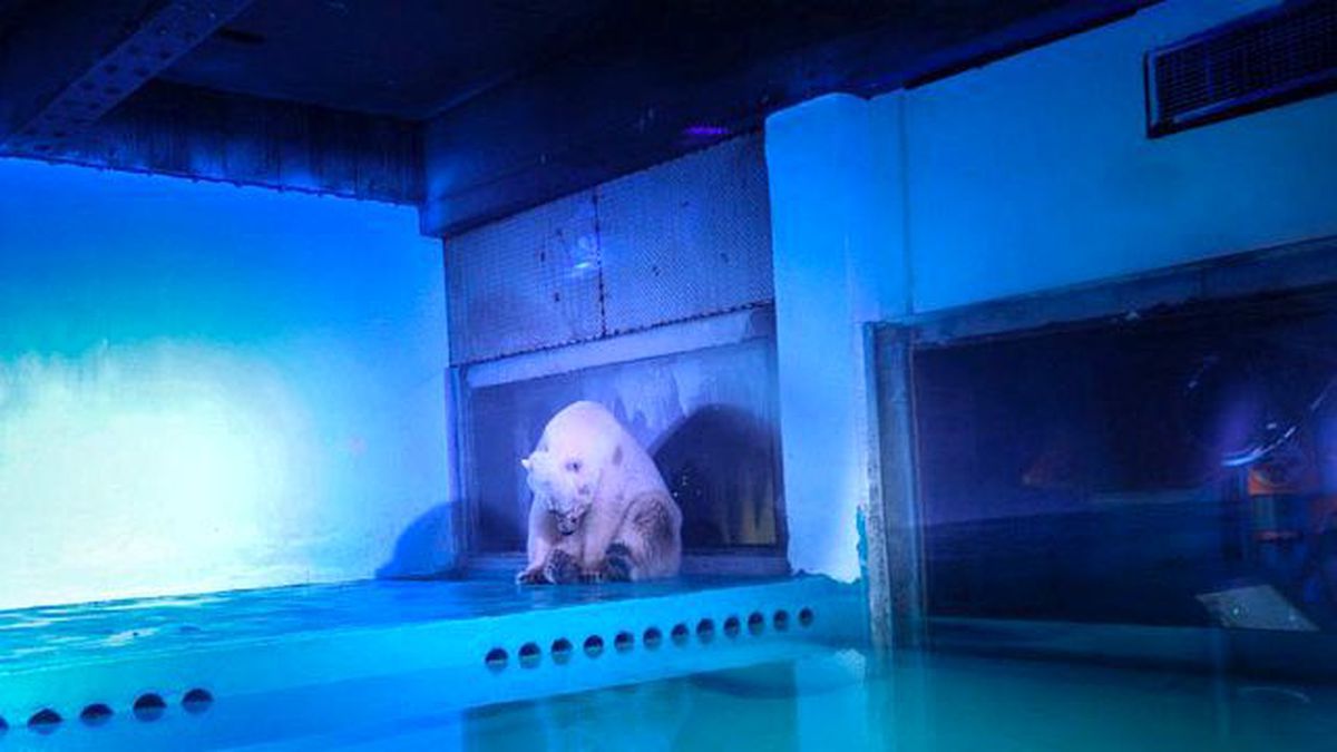 Dünyanın En Mutsuz Kutup Ayısı İçin İmza Kampanyası Başlatıldı