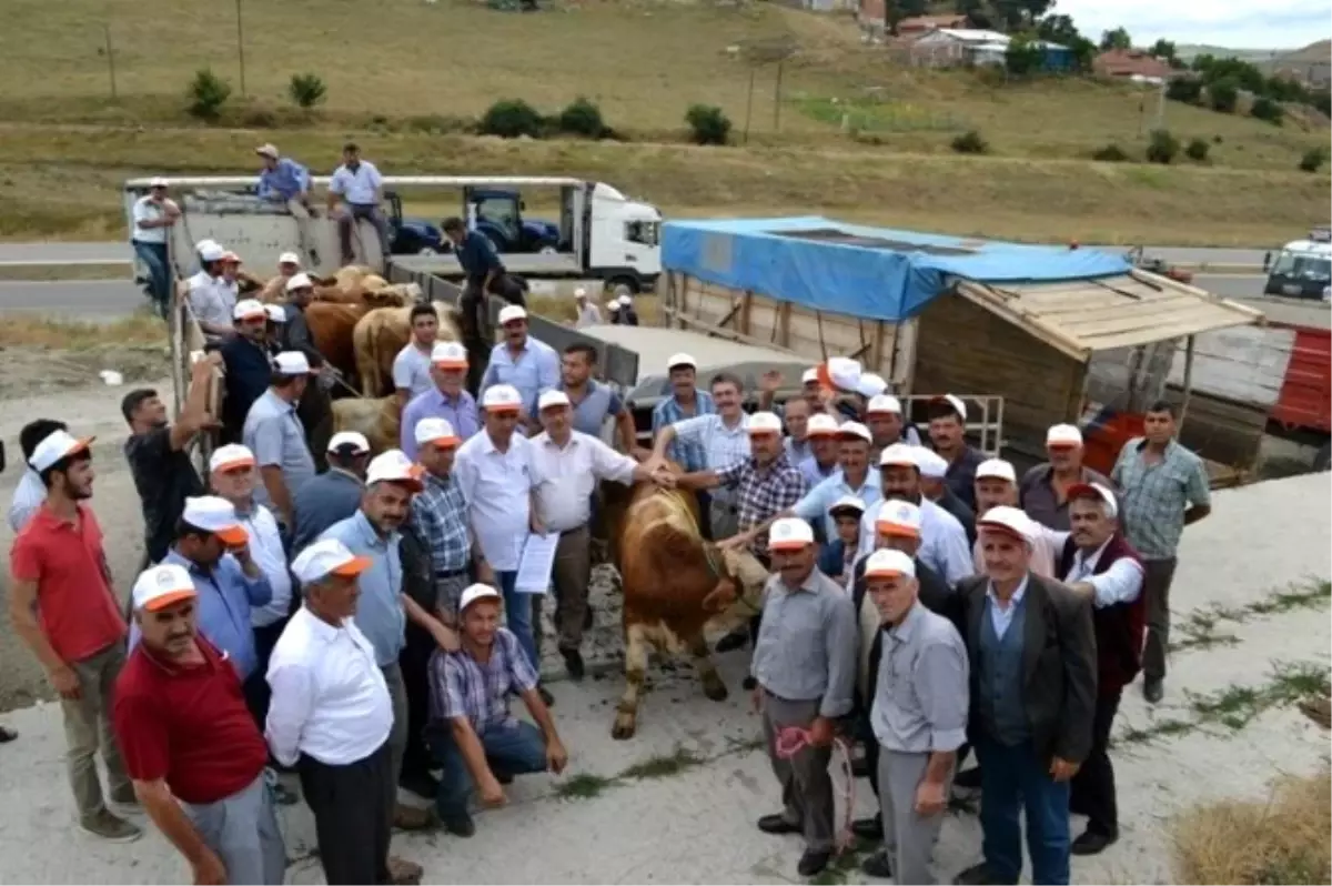 Samsun\'da 42 Adet Boğa Dağıtıldı