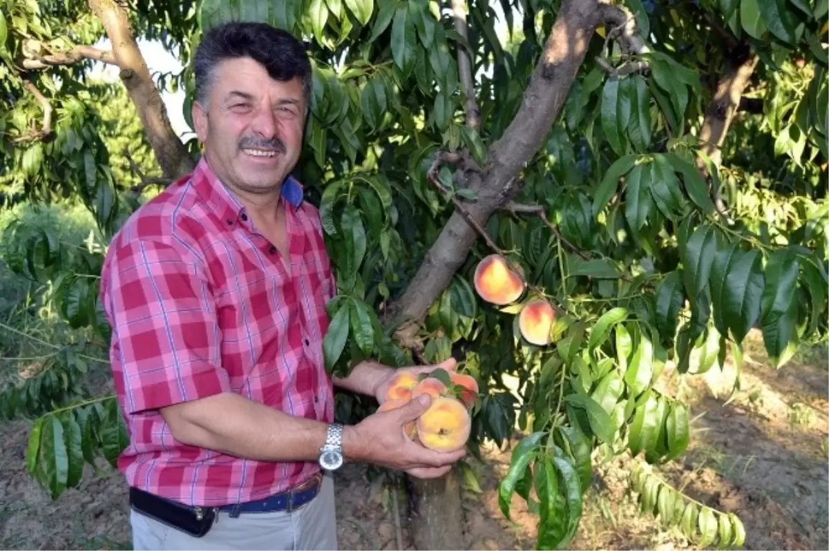 Şeftali Yüz Güldürdü