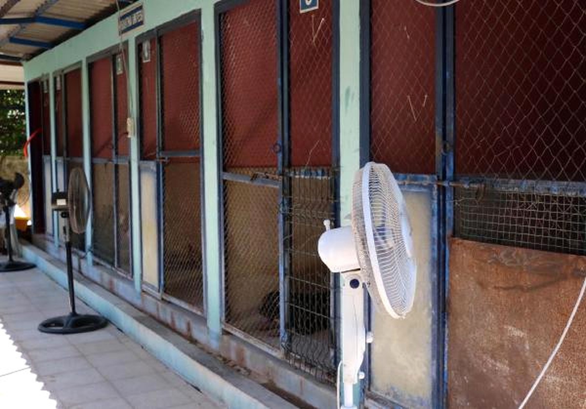 Barınaktaki Hayvanlar Fıskiye ve Klimayla Serinliyor