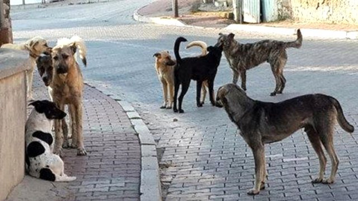Kartal Belediyesi Sokak Hayvanlarını Unutmadı