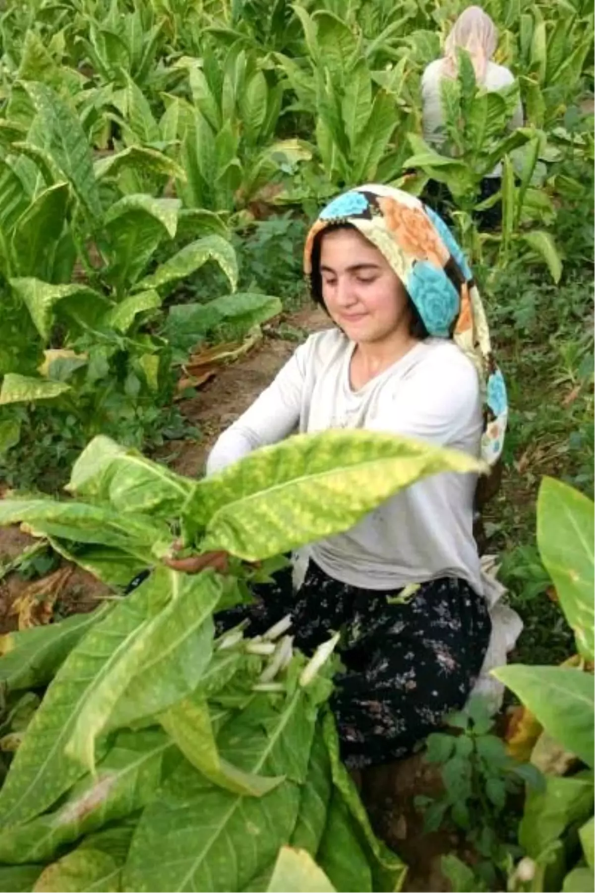 Batmanda Tütün Ekimi Devam Ediyor