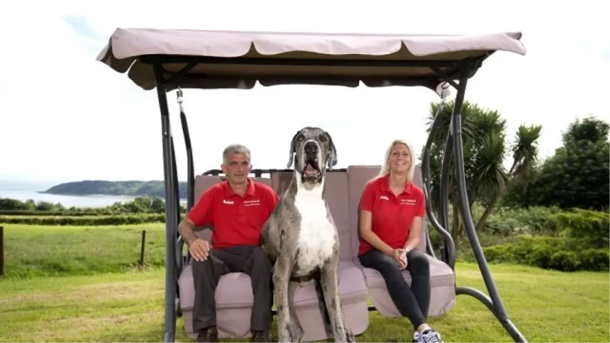 Gölgesinden Bile Korkan Dev Köpek Major