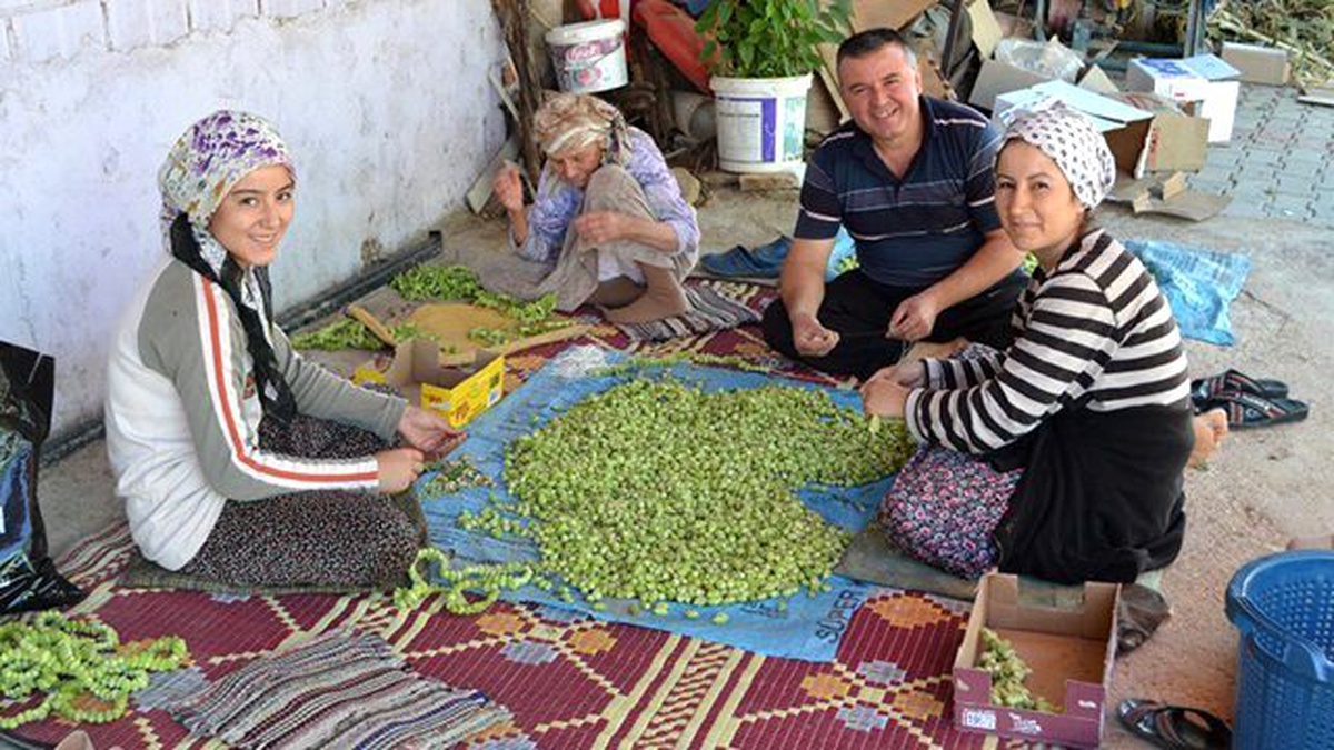 Kurutulmuş Bamyanın Fiyatı Altınla Yarışıyor