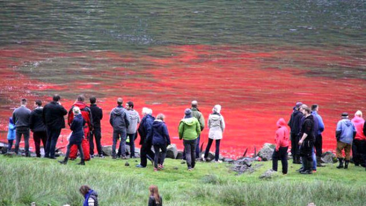 300 Yıldır Süren Gelenek: Balina Katliamı