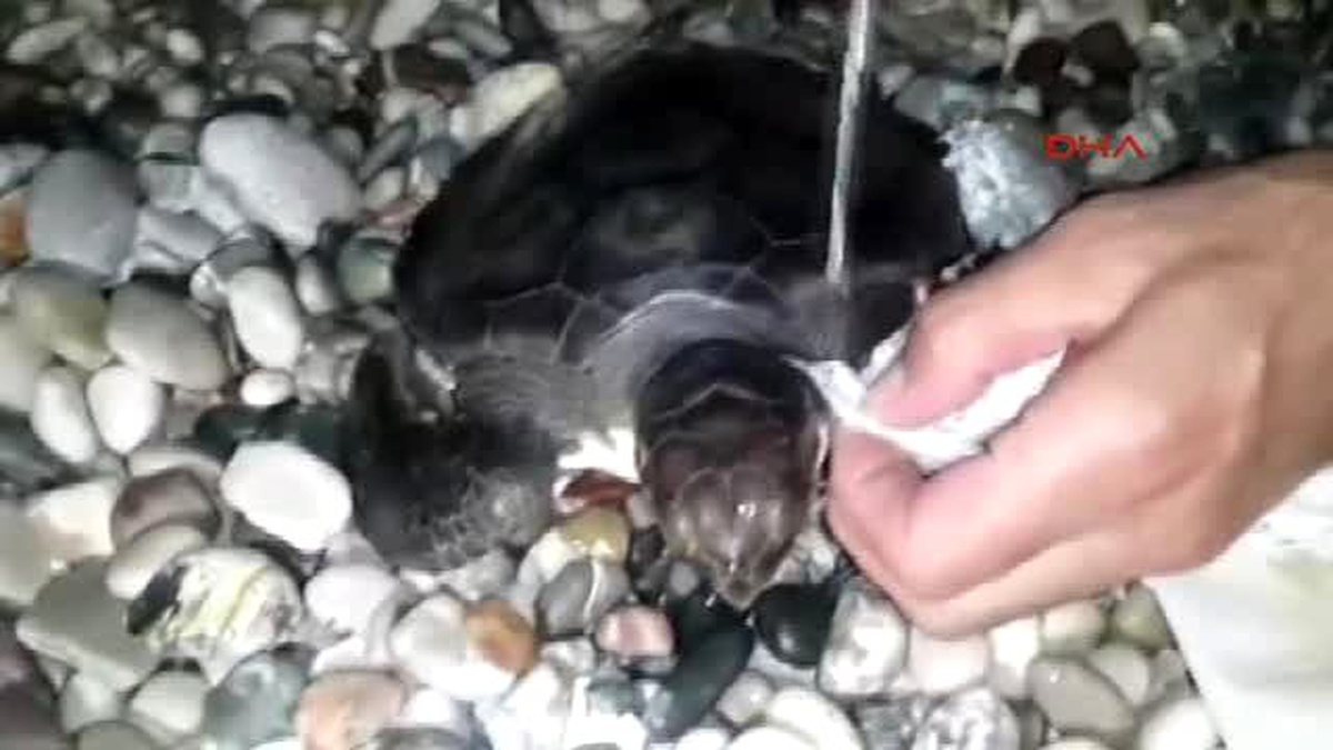 Antalya Caretta Caretta Operasyonu