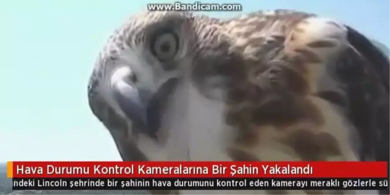 Hava Durumu Kontrol Kameralarına Bir Şahin Yakalandı