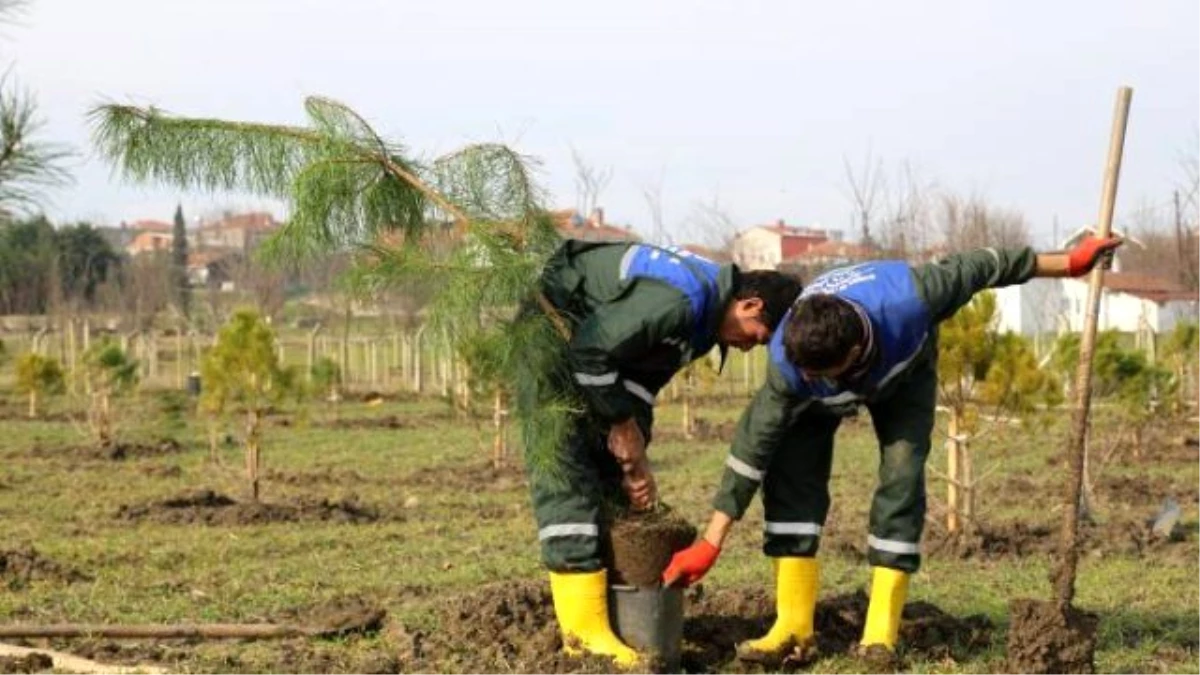 Mezarlık Alanına 115 Bin Çiçek Dikildi