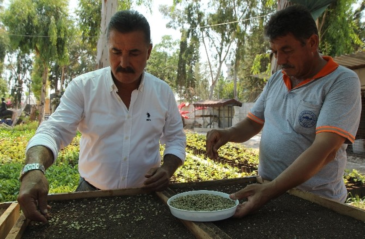Toroslar\'da Kahve Yetiştiriciliği İçin Fizibilite Çalışması Başladı