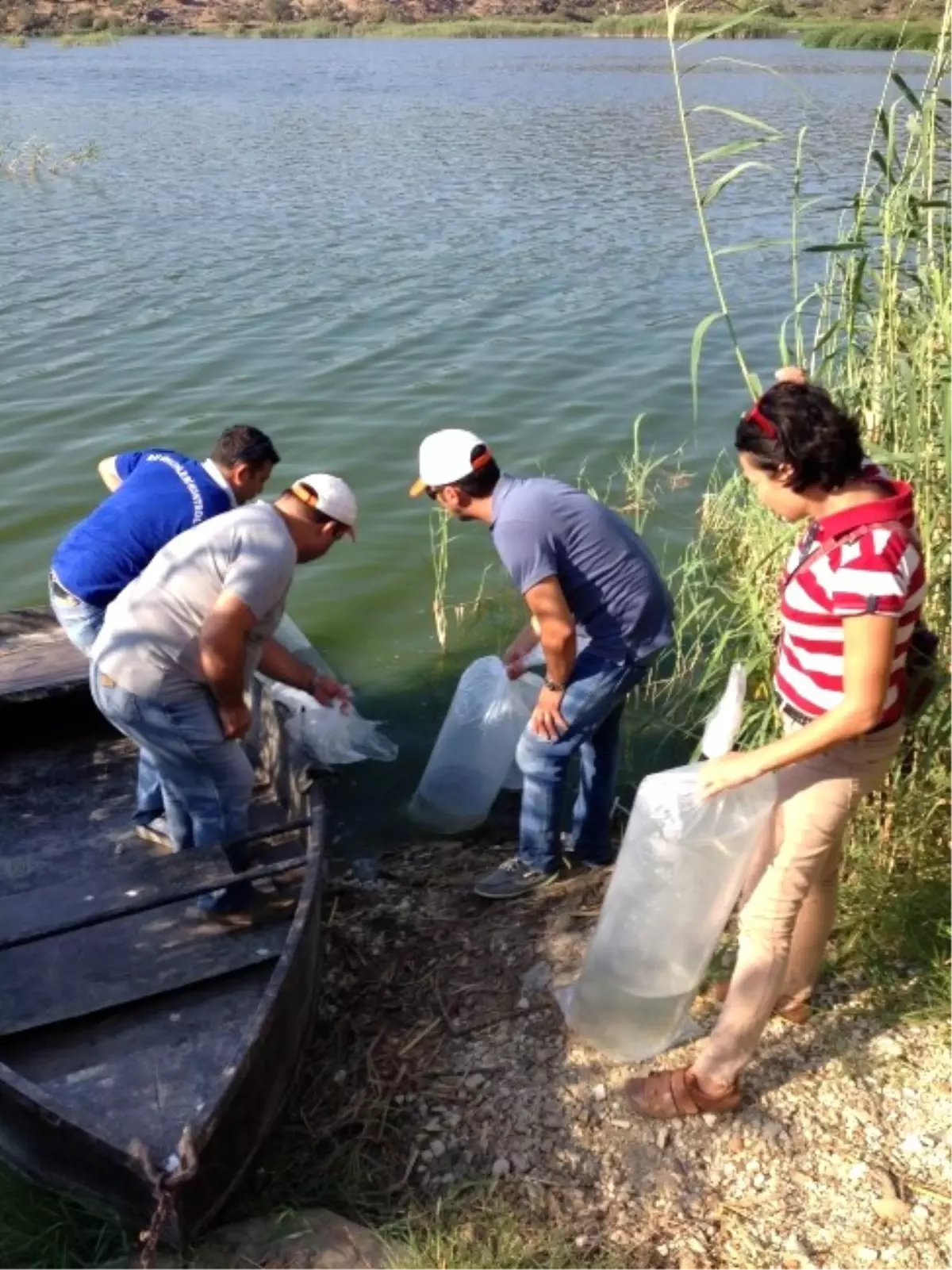 Aydın\'ın 20 Su Kaynağına 115 Bin Yavru Balık Bırakıldı