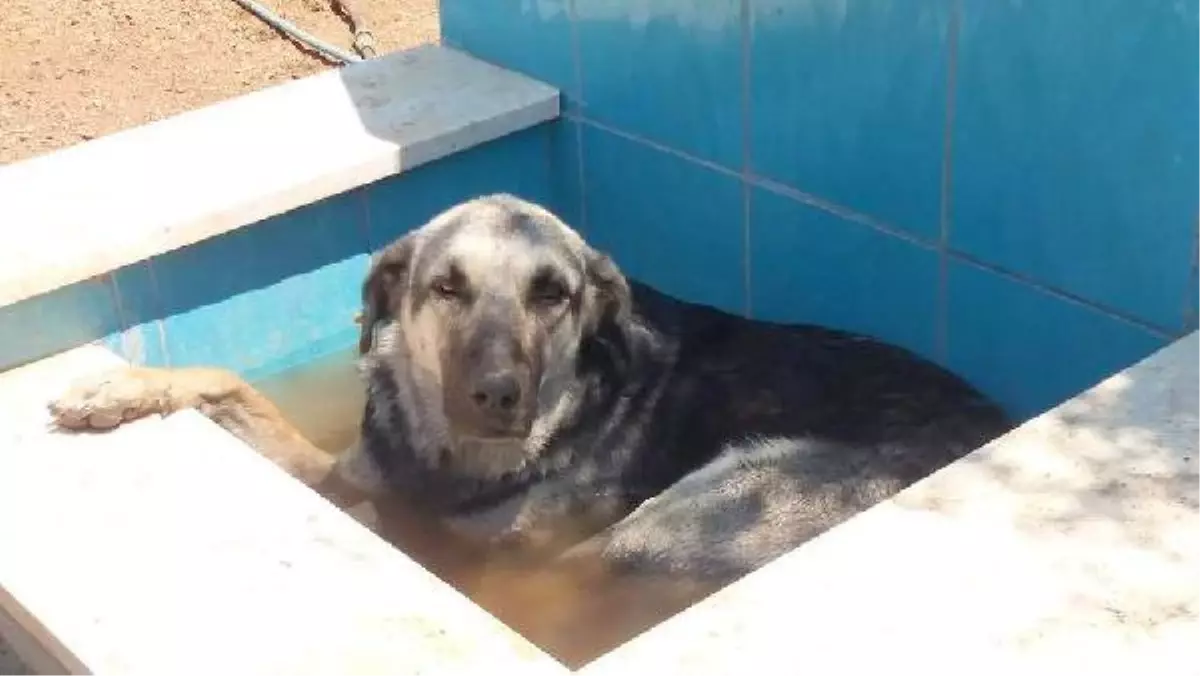 Can Dostlarını Serinletme Çabası