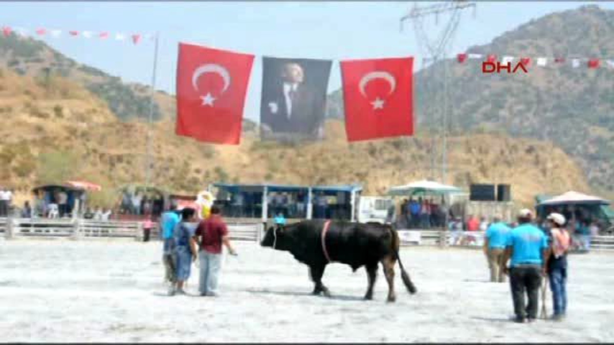 Germencik\'te Boğa Güreşine Büyük İlgi