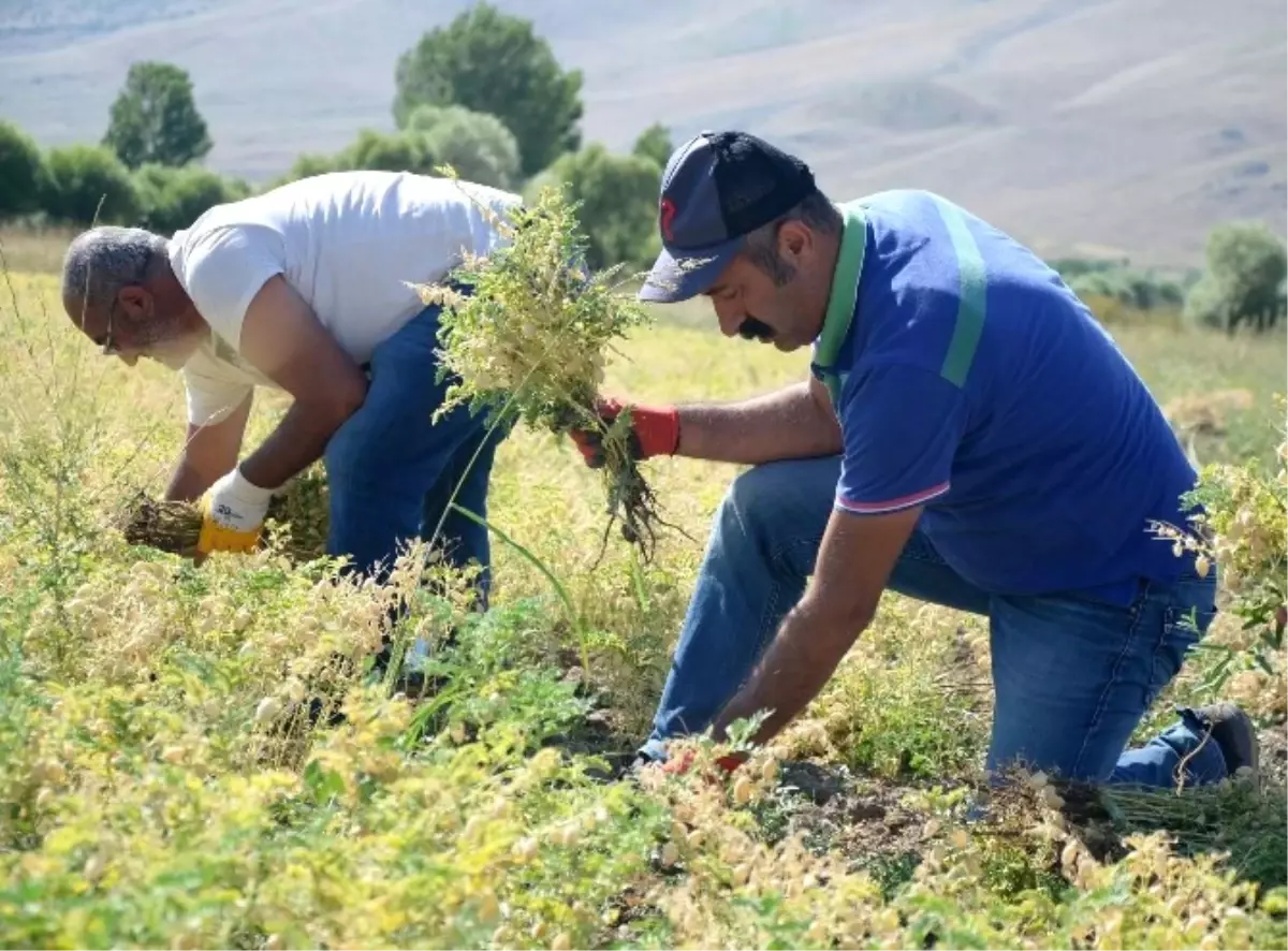 Türkiye Komünist Partili Belediyede Hasat Vakti