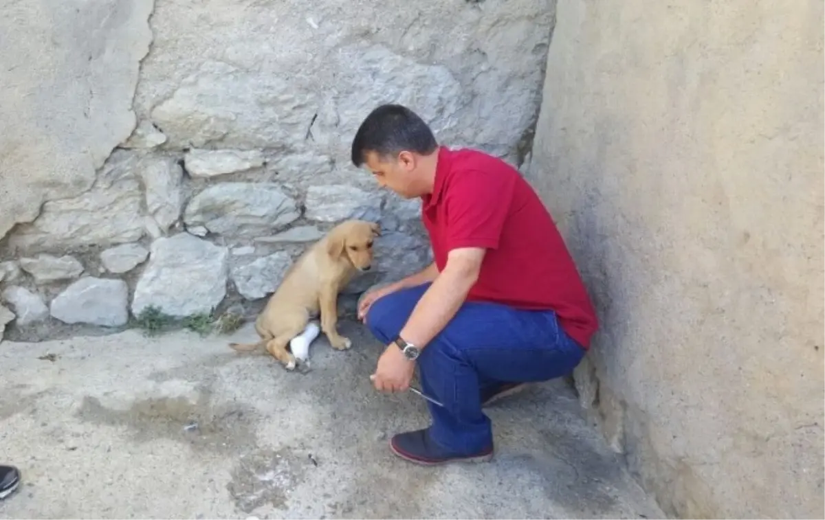 Aracın Çarptığı Köpek Tedavi Edildi