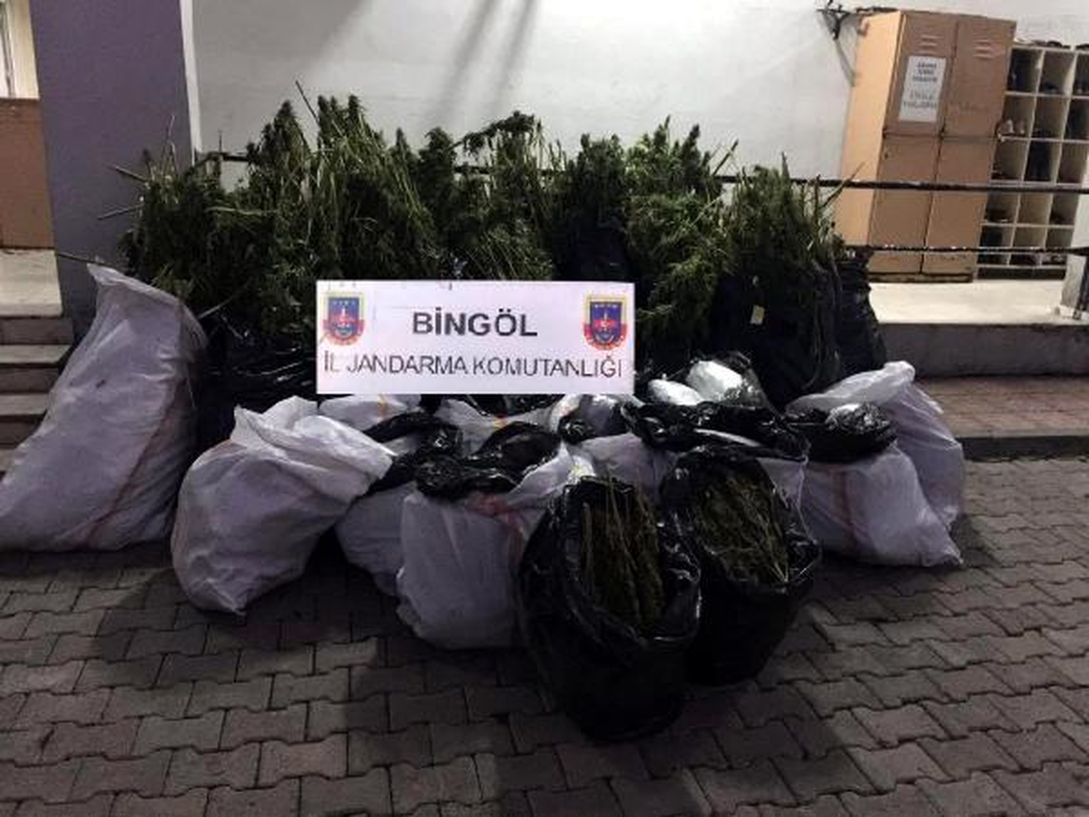 Bingöl\'de 577 Kilo Esrar, 133 Bin Kök Hintkeneviri Ele Geçti