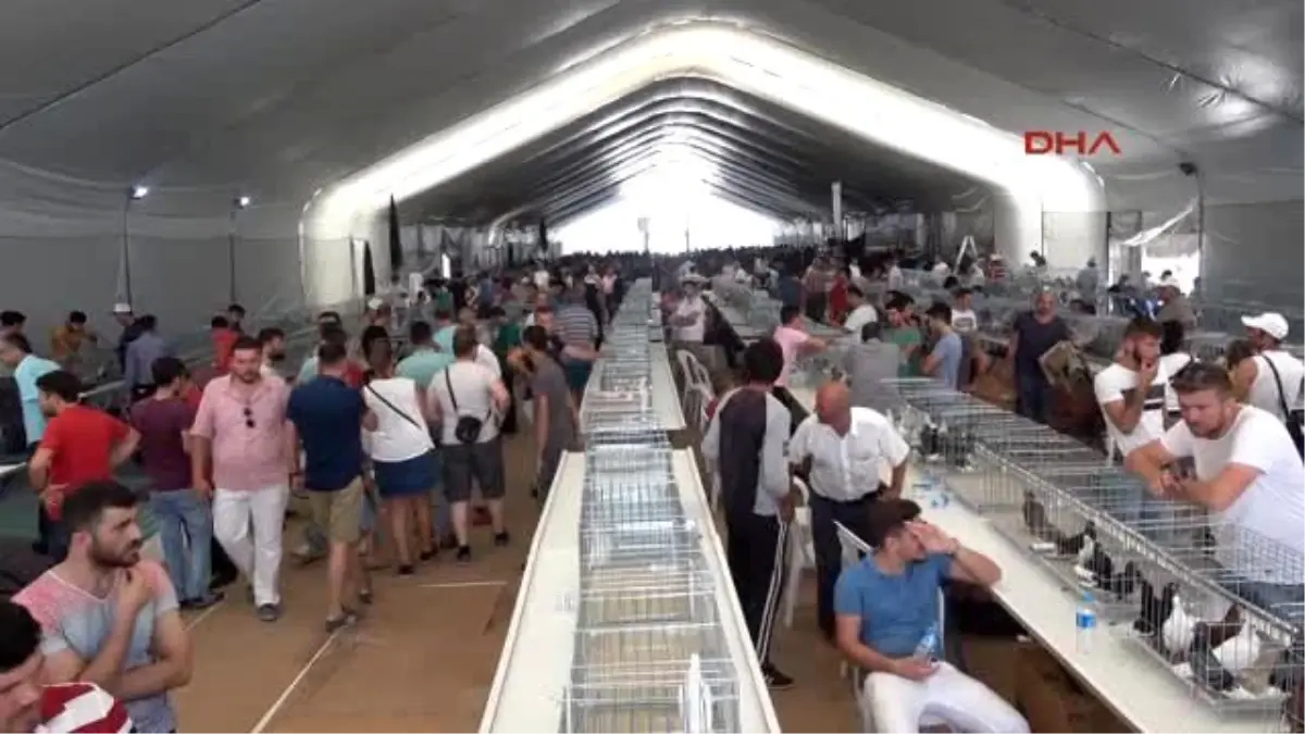 Çorlu Fuarda 5 Bin Dolara Satılan Horoz İlgi Odağı Oldu