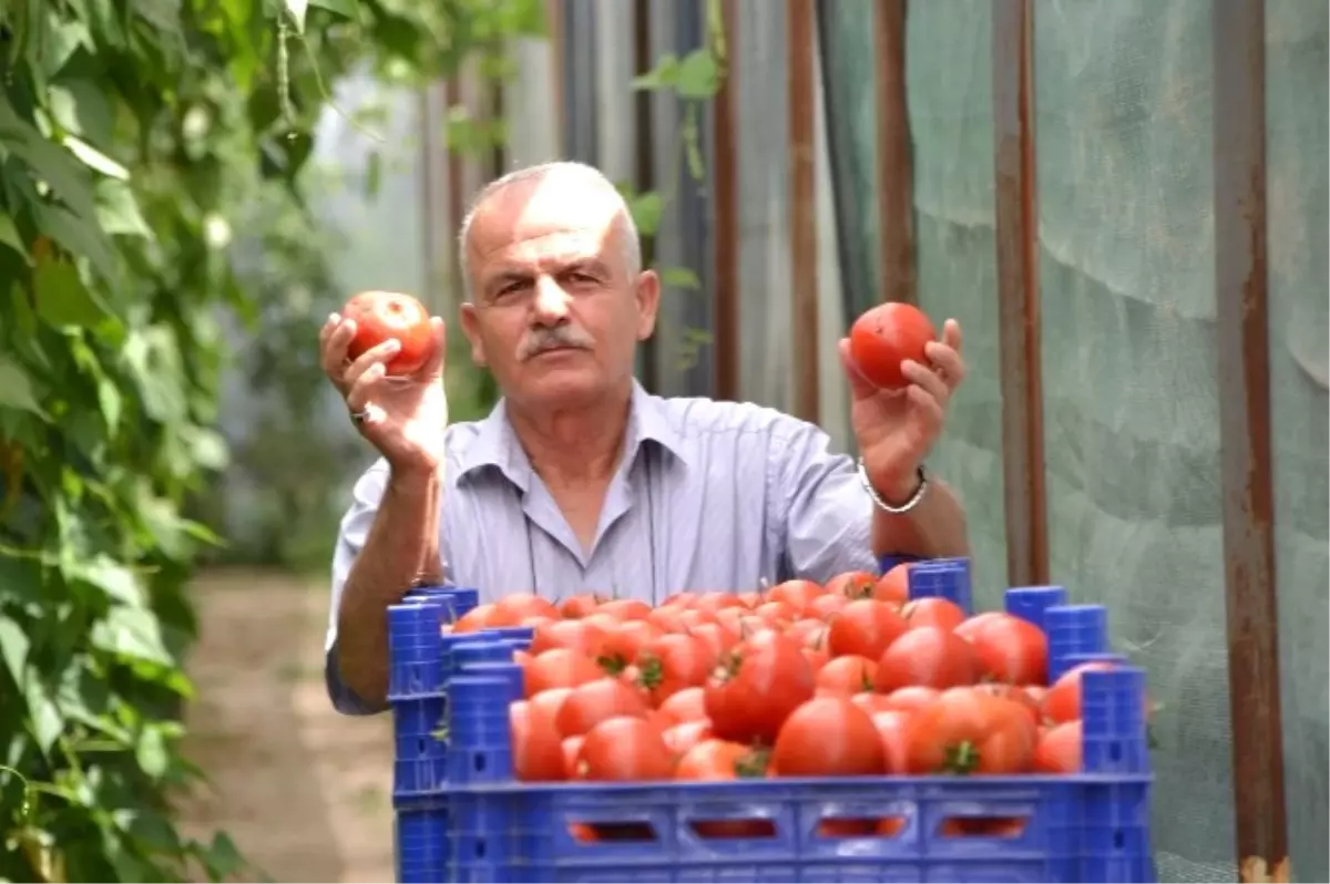 Deregümü Domatesi İhracat Yolunda