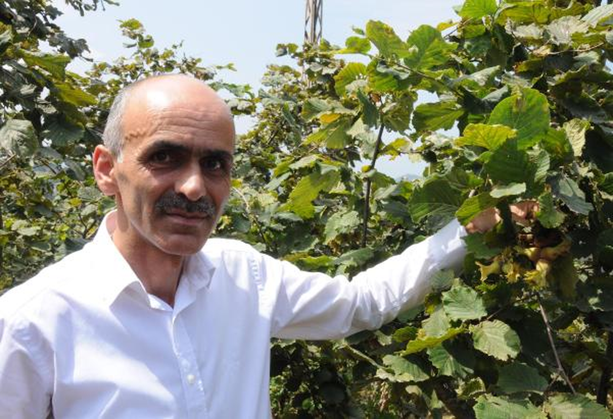 Fındık Bahçesine Giren Üreticinin Gözü Fiyatta