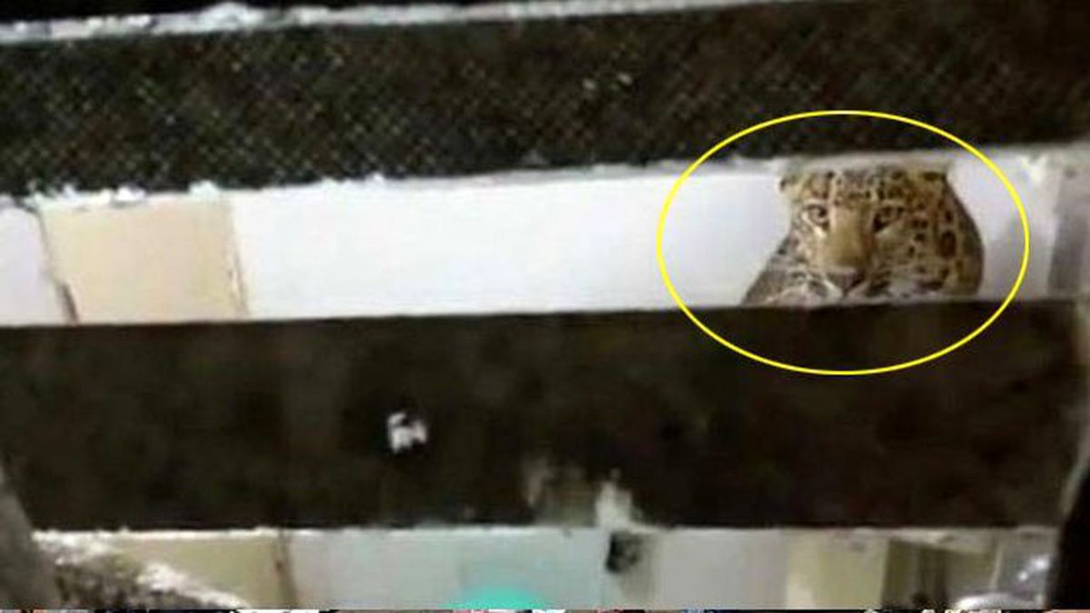 Hindistan'da Otel Odasına Giren Leopar Korkuttu