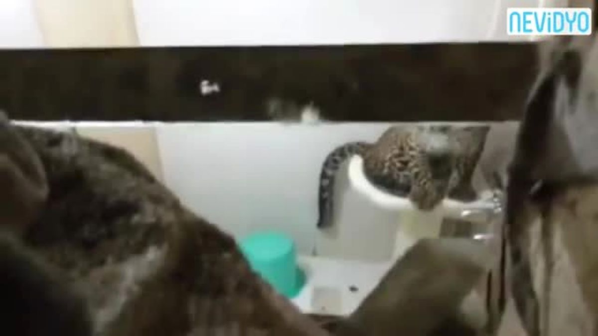 Otel Odasına Giren Leopar Müşterileri Korkuttu