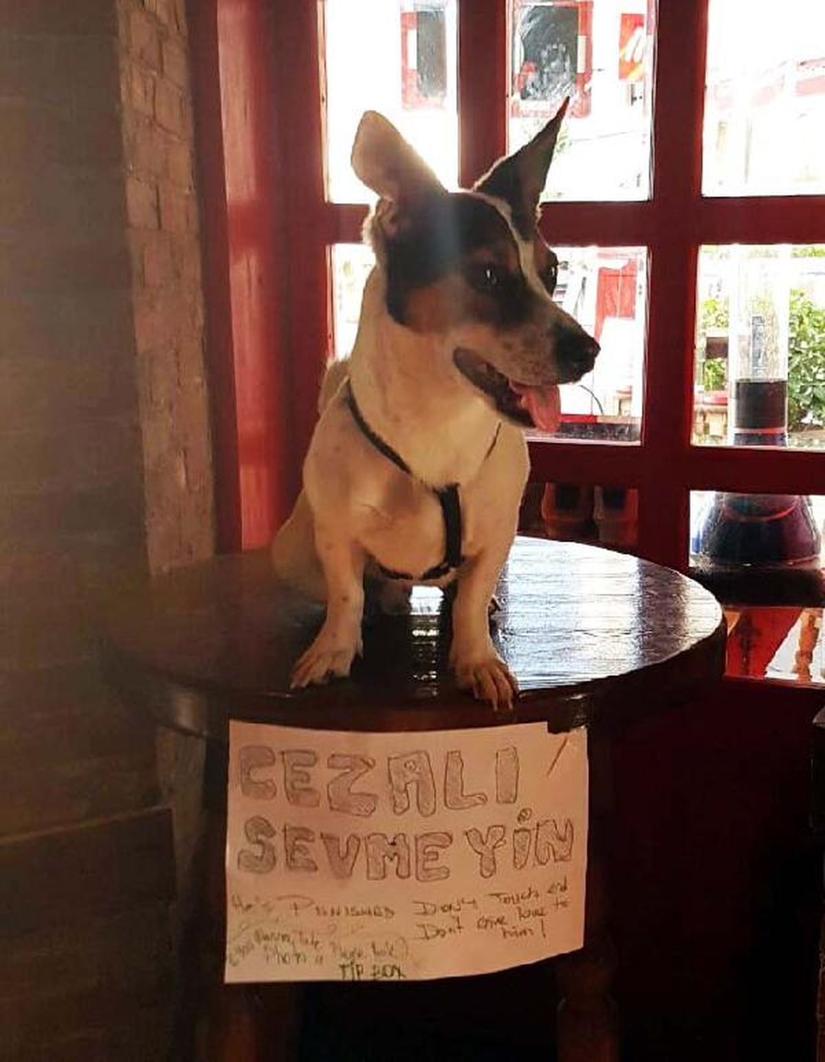 Sahibinin Cezalandırdığı Jack, Turistlerin İlgi Odağı Oldu
