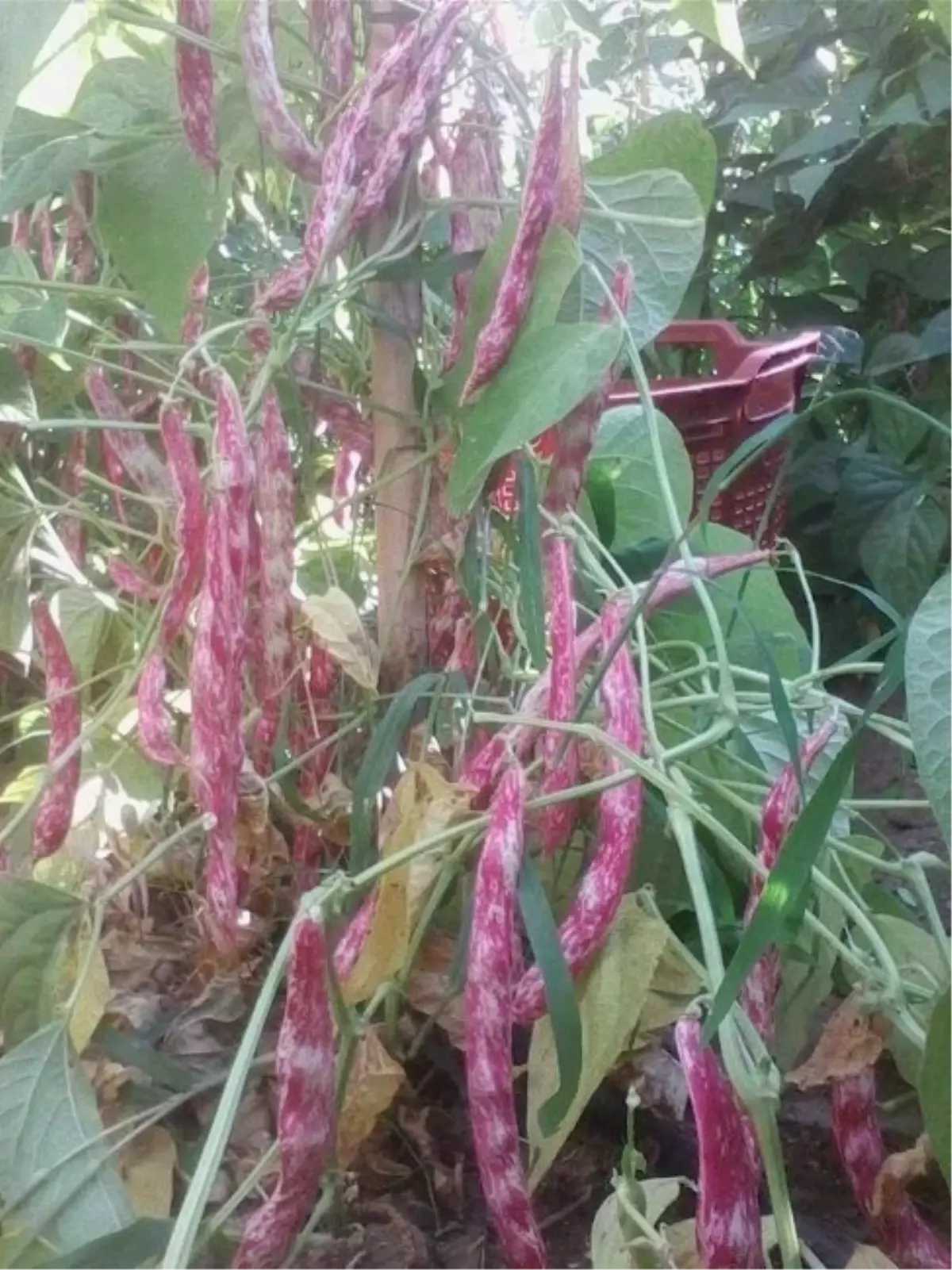 Sıcaklar Barbunya ve Fasulye Üretimini Yüzde 50 Düşürdü