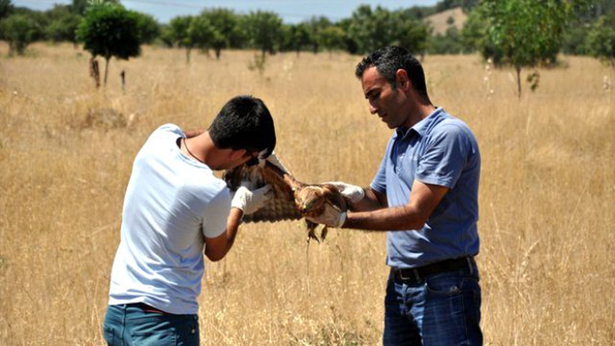 Tunceli\'de Bulunan Kızıl Şahin Koruma Altına Alındı
