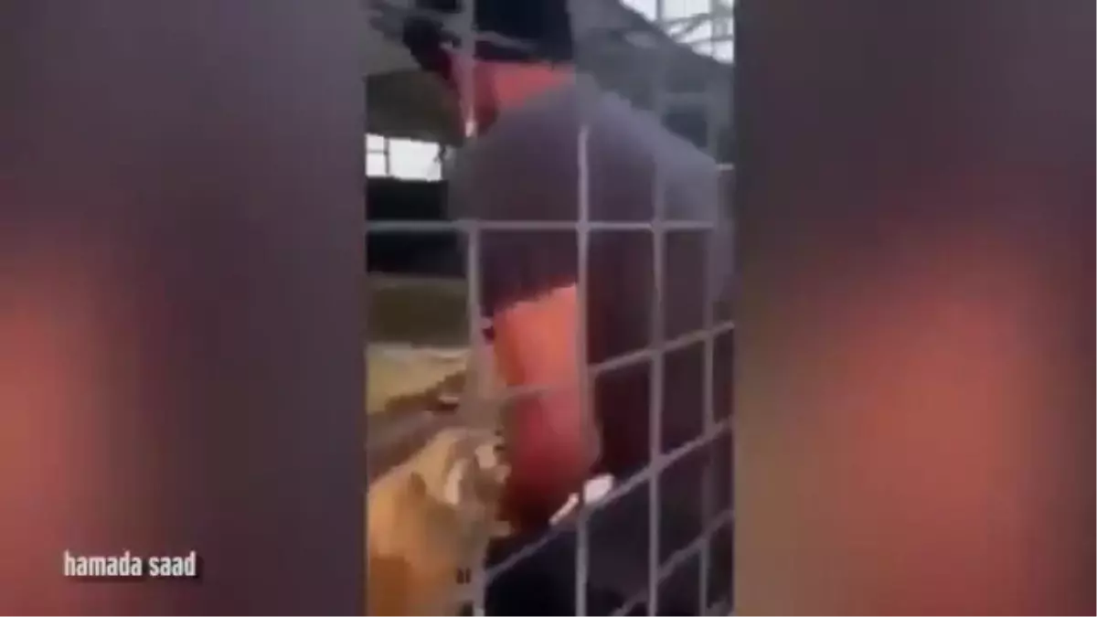 Bebek Kaplan ile Oynarken Saldırıya Uğrayan Adam