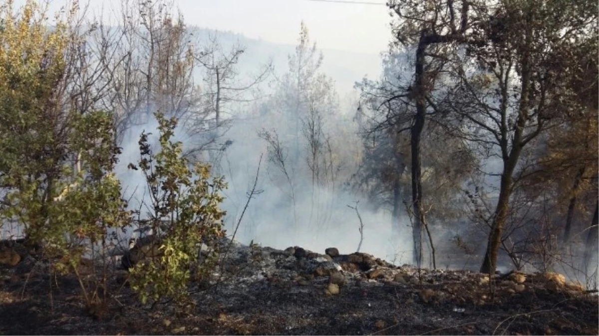 Osmaneli\'nin Avdan Köyünde Çıkan Orman Yangını Kontrol Altına Alındı