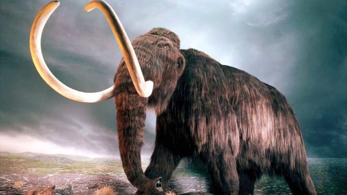 Yünlü Mamutların Neslinin Susuzluktan Tükendiği İddiası
