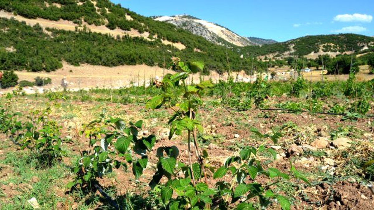 Amaç; Alternatif Ürün Çeşitliliğini Arttırmak