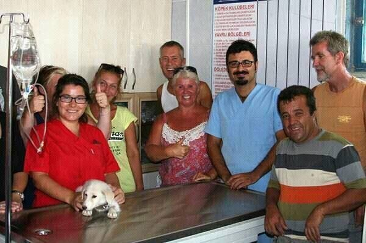 İngiltere\'den Sokak Hayvanları İçin Didim\'e Anlamlı Bağış