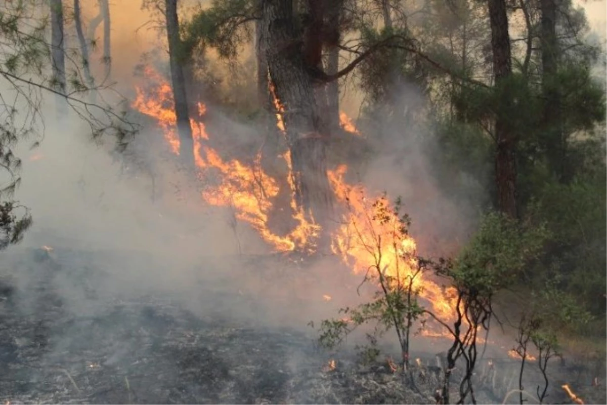 İzmir\'de İki İlçede Yakılan Mangallar Ormanları Kül Etti
