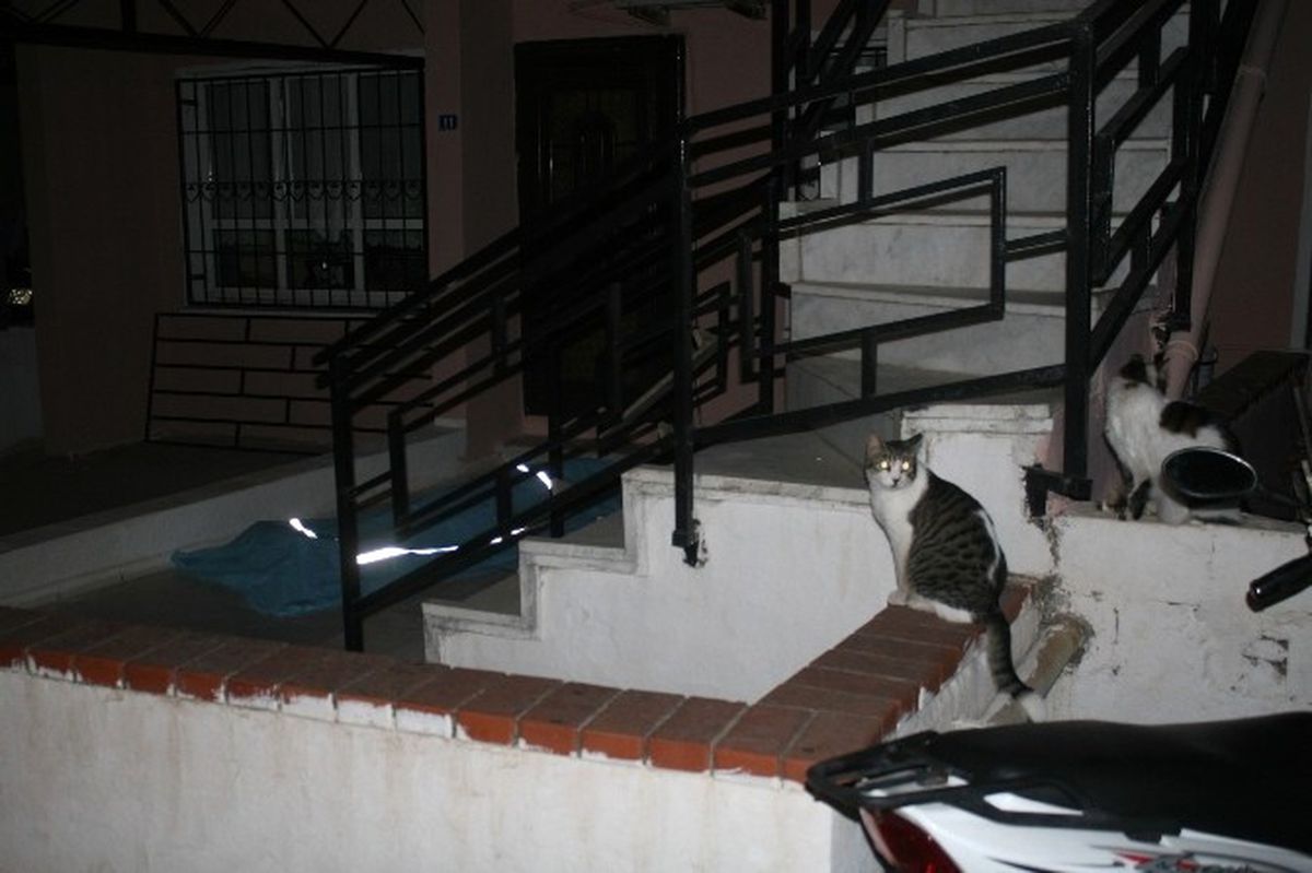 Marmaris'te Ölen İngiliz Kadının Kedileri Başından Ayrılmadı