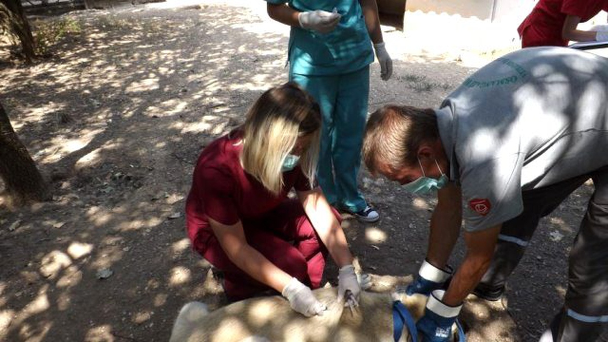 Barınaktaki Köpekler Aşılandı