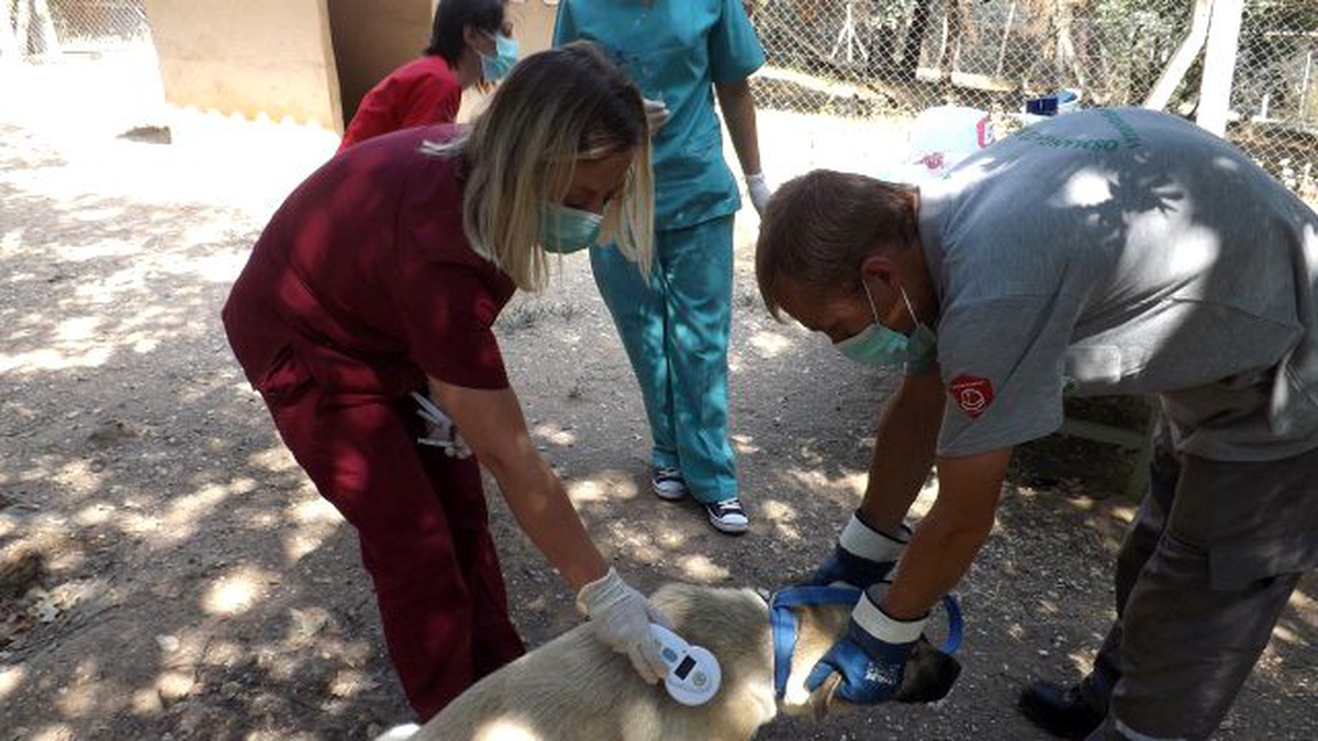 Barınaktaki Köpekler Aşılandı