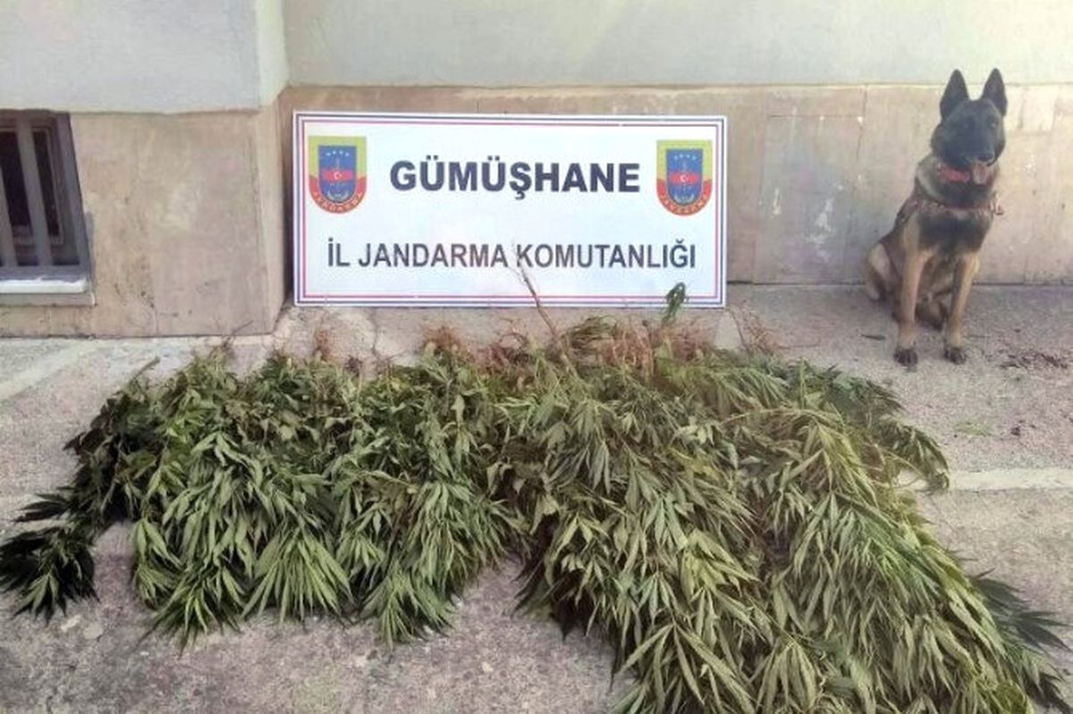 Gümüşhane\'de Jandarma\'dan Uyuşturucu Operasyonu
