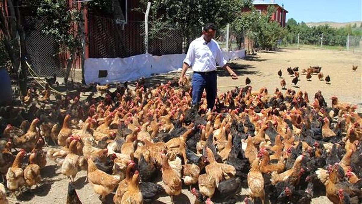 Gurbetten Yurda Döndü 5 Bin Lira Kazanıyor