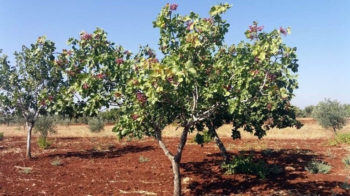 Kilis\'te Fıstık Hasadı Sürüyor