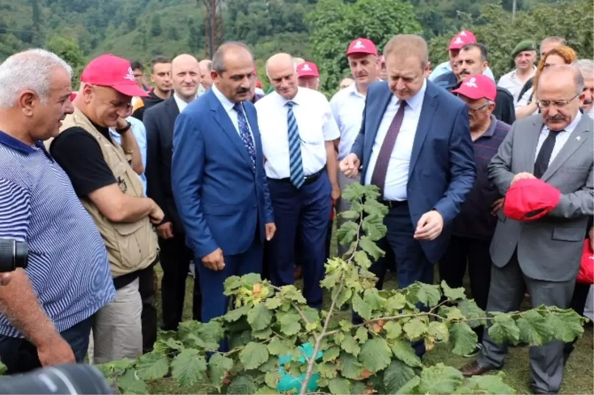 Örnek Bahçelerde İlk Fındık Hasadı Yapıldı