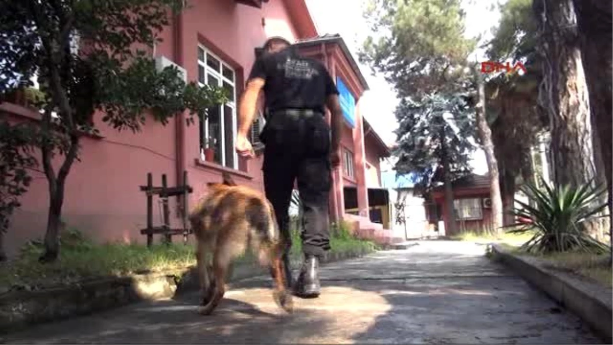 Zonguldak\'ta Afad Köpekleri Her An Göreve Hazır
